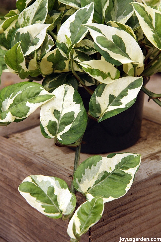 5 Things To Love About Pothos