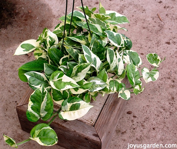 a green & white variegated Pothos Glacier sits on a wooden box