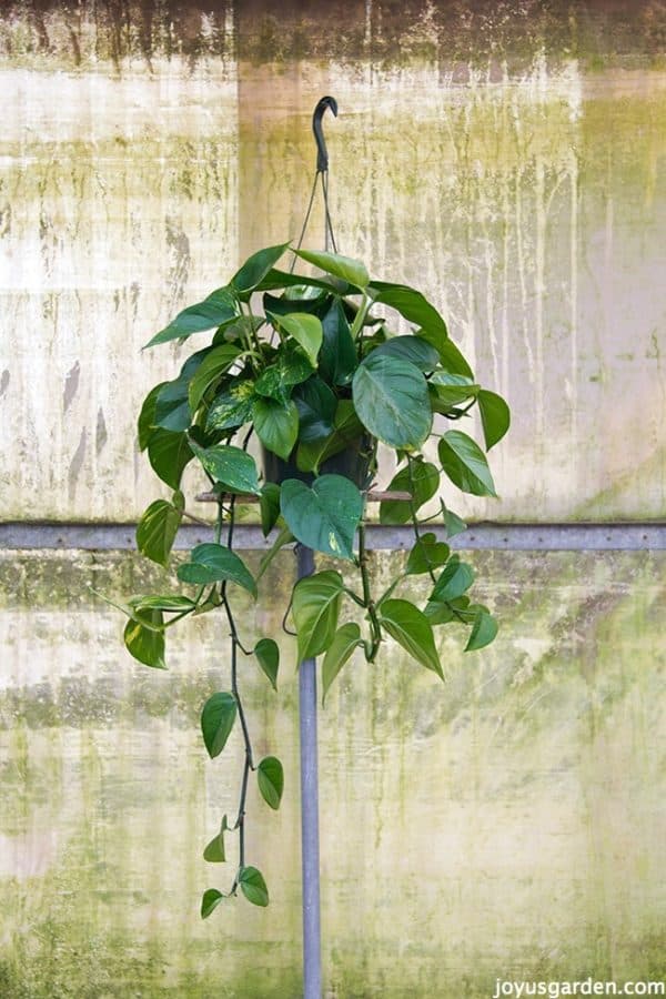 Green leaved Pothos plant with trails in a hanging container