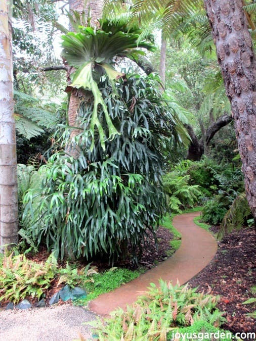 a huge staghorn fern growing on a palm tree