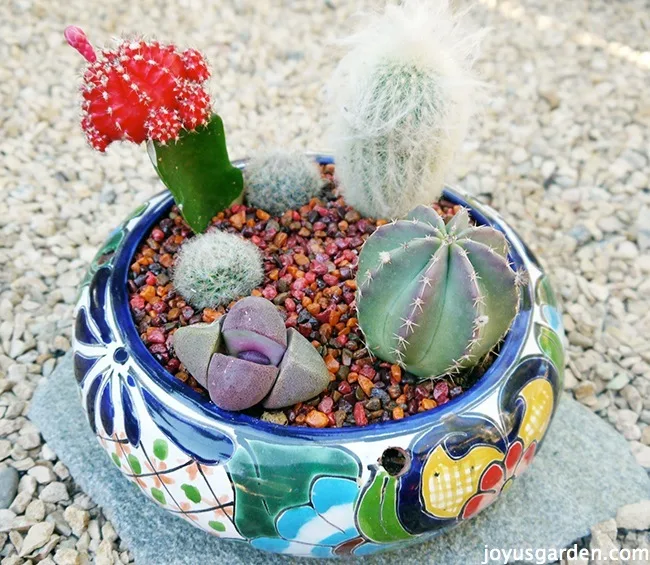 Secret Weapon For Planting A Cactus Dish Garden