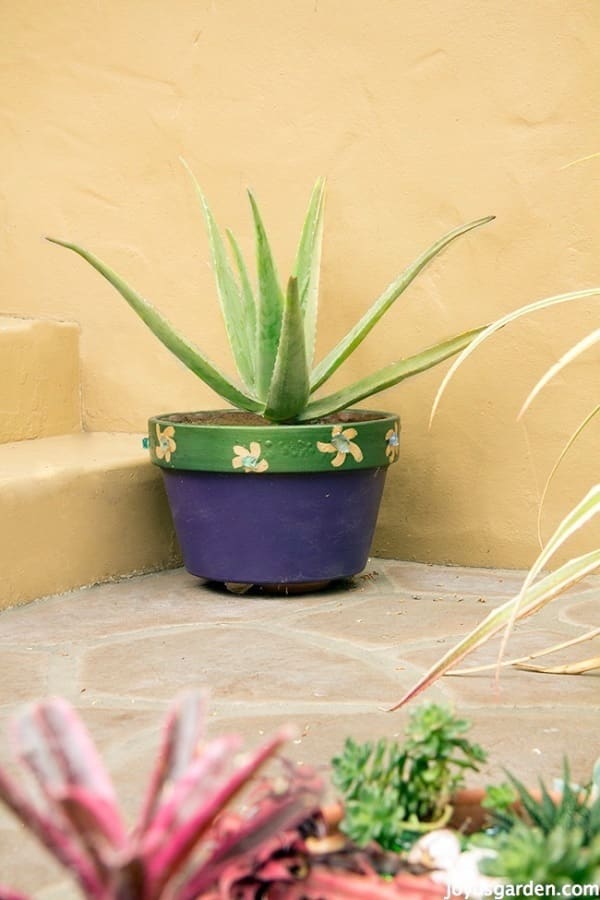  An Aloe vera plant in a purple & green pot on the ground on a patio