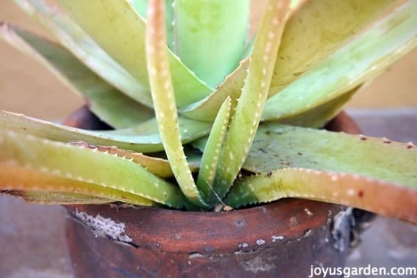 2 Ways I Made My Aloe Vera A Whole Lot Happier