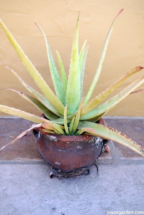 2 Ways I Made My Aloe Vera A Whole Lot Happier