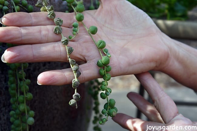 I overwatered my string of pearls. Is there anything I can do? :  r/succulents