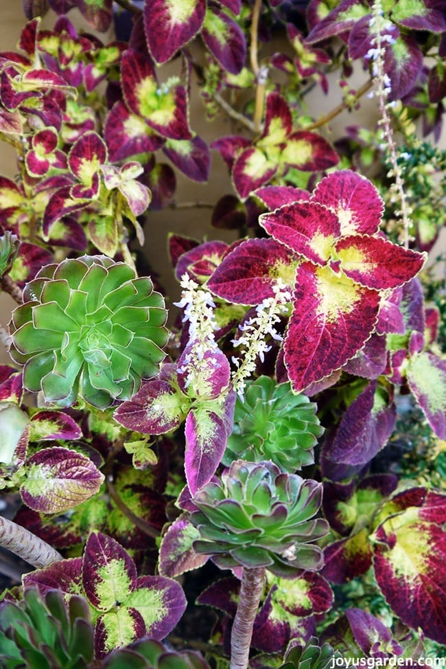 Why I’m Letting My Coleus Flower Like Crazy This Year