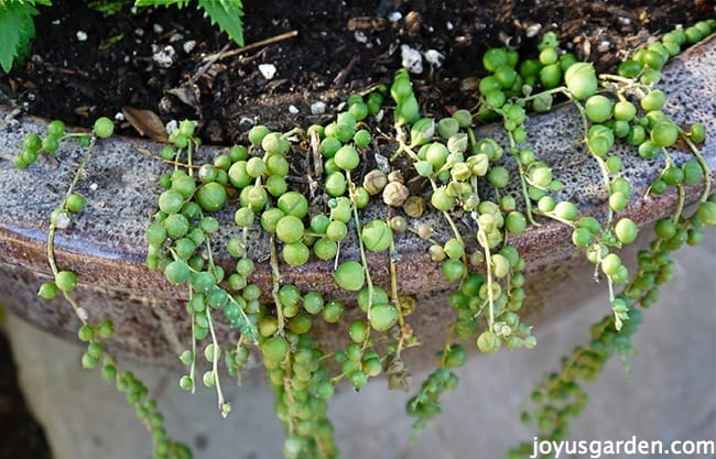 String of Pearls, Senecio rowleyanus – Wisconsin Horticulture