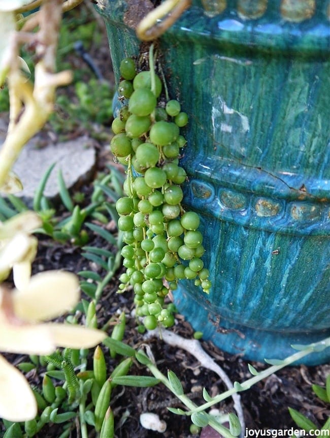 What happened to my string of pearls?? Soil is bone dry. I