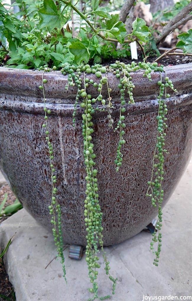 Ghost Plant Mother of Pearl Trailing Succulent for sale online Harddy
