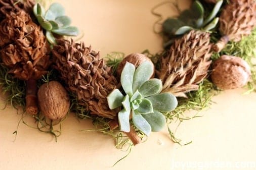 A Magnolia Cone and Succulent Wreath for The Holidays