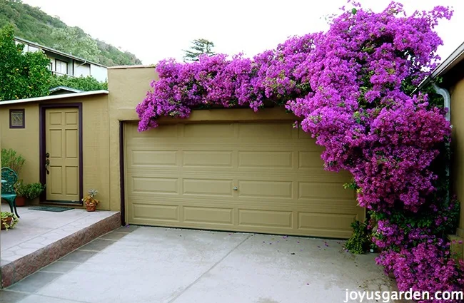 A bougainvillea glabra covered in magenta blooms growing up & over a garage.