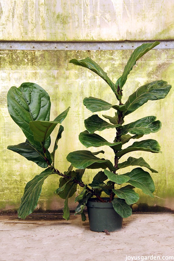 Houseplant Love: Care Tips For The Fabulous Fiddleleaf Fig