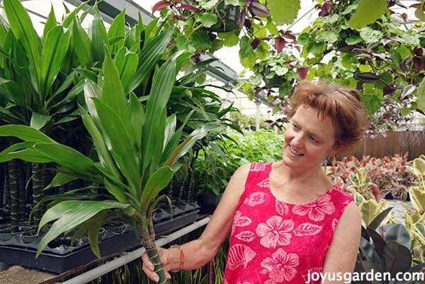 Nell holding a Dracaeana Janet Craig (aka Lisa) inside a green house full of houseplants