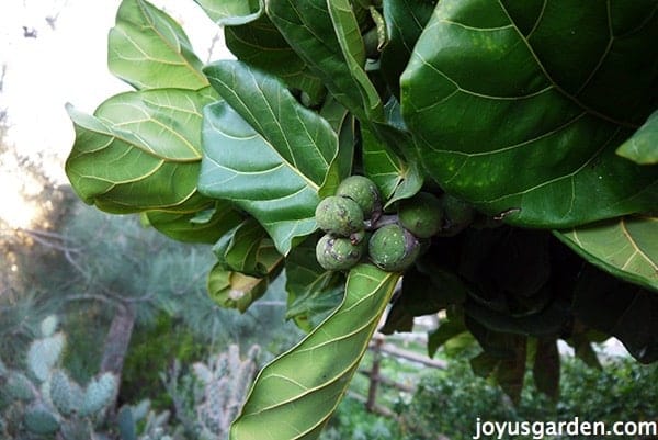 Fiddle leaf fig tree Fiddle leaf fig tree