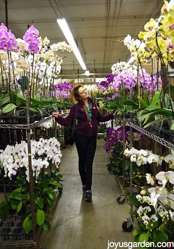 I Have Some Things To Show You: LA Flower District Blooming Plants