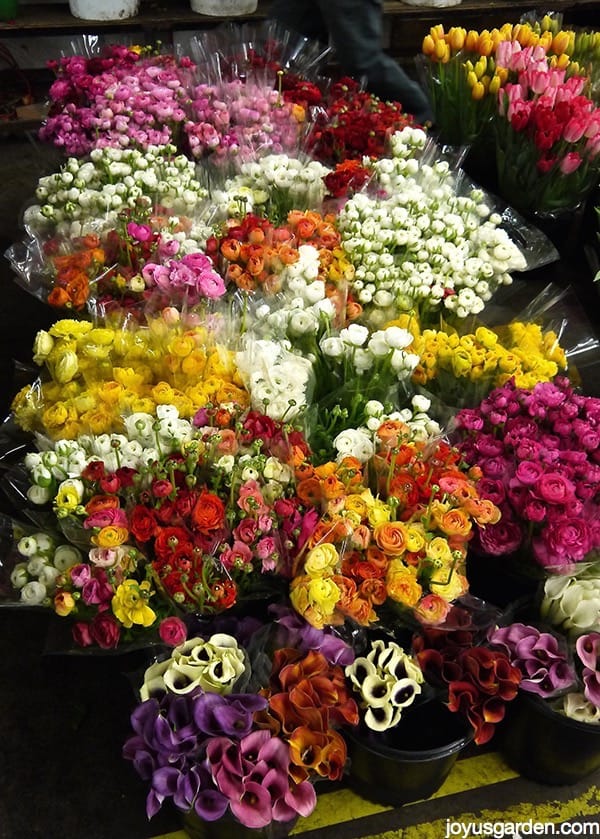 I Have Something to Show You: LA Flower District Cut Flowers