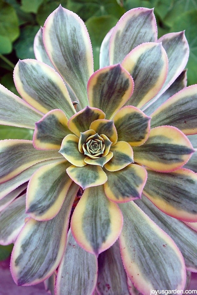 Succulent To Brighten Up The Garden: Aeonium Sunburst