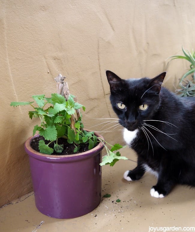 How To Grow Catnip: Your Cat Will Love You!