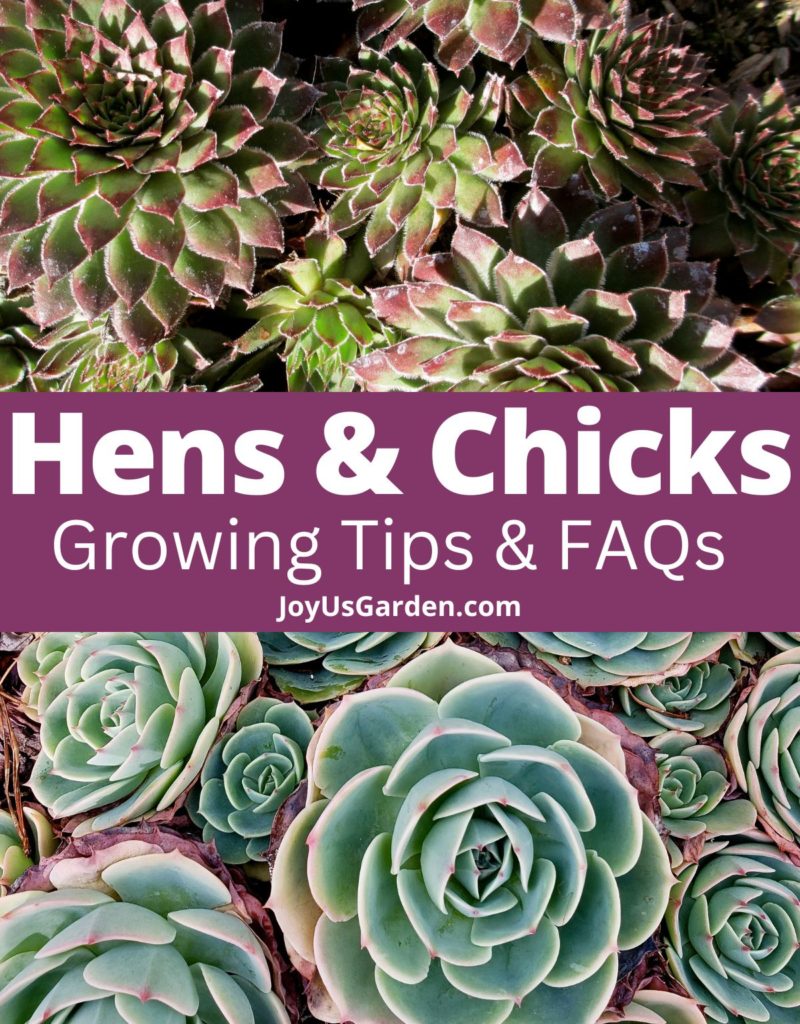 collage of two types of hens and chicks sempervivum and echeveria text reads hens and chicks growing tips and faqs joyusgarden.com