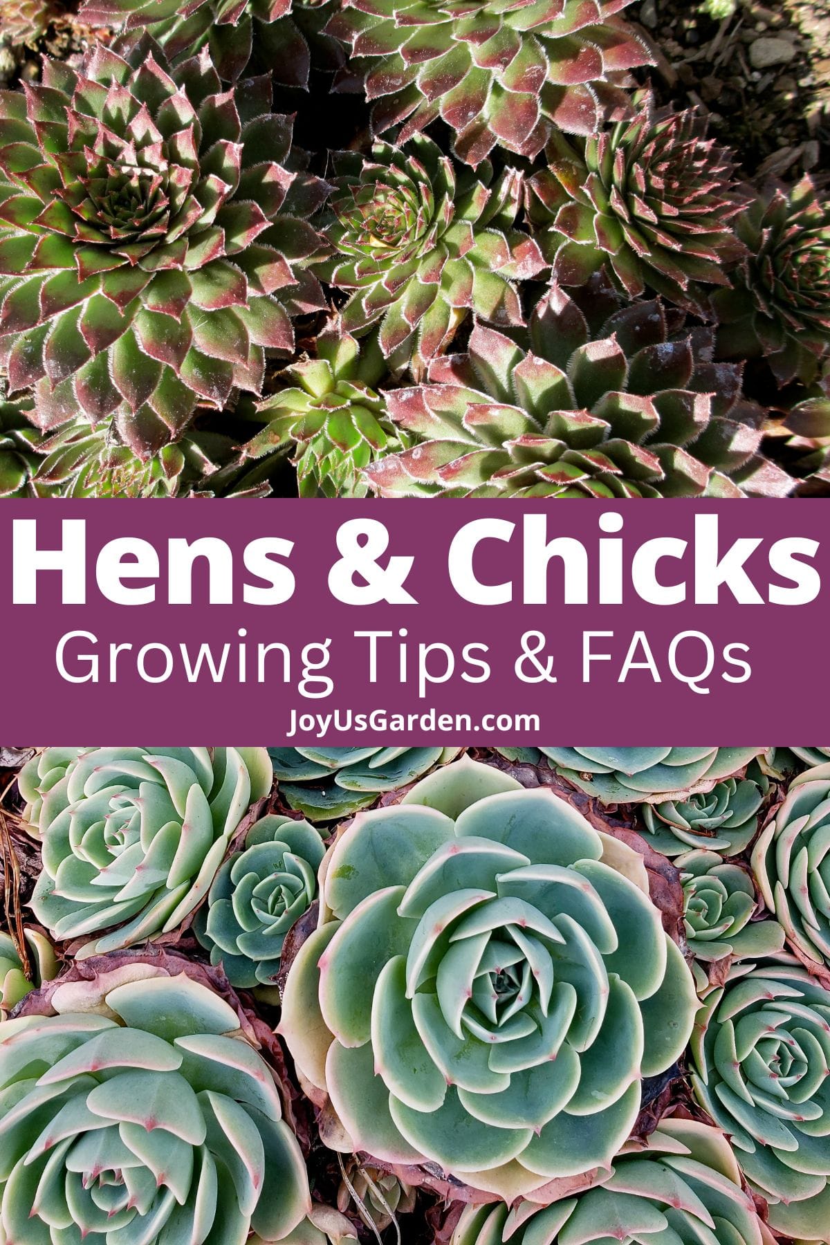 Hens And Chicks Growing Guide