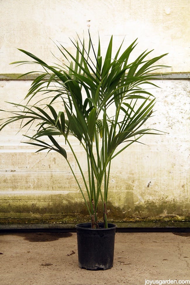 Kentia Palm Care: An Elegant Low Light Plant