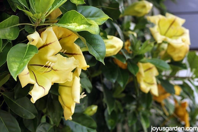 Cup Of Gold Vine (Solandra maxima): A Plant With Major Attitude