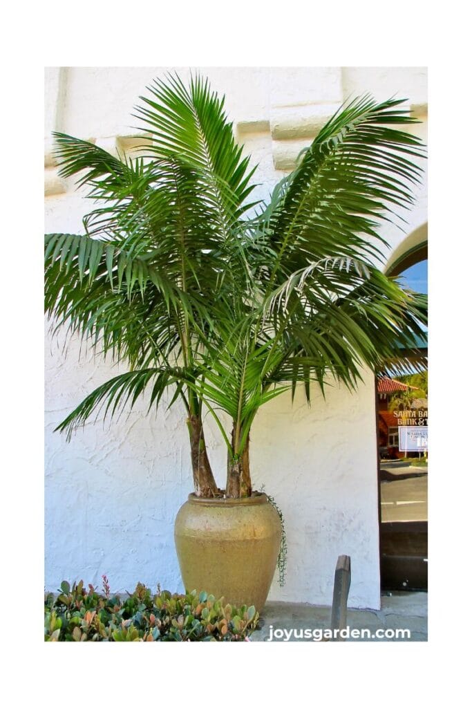A beautiful kentia palm grows in a light brown urn against a building in santa barbara, ca.