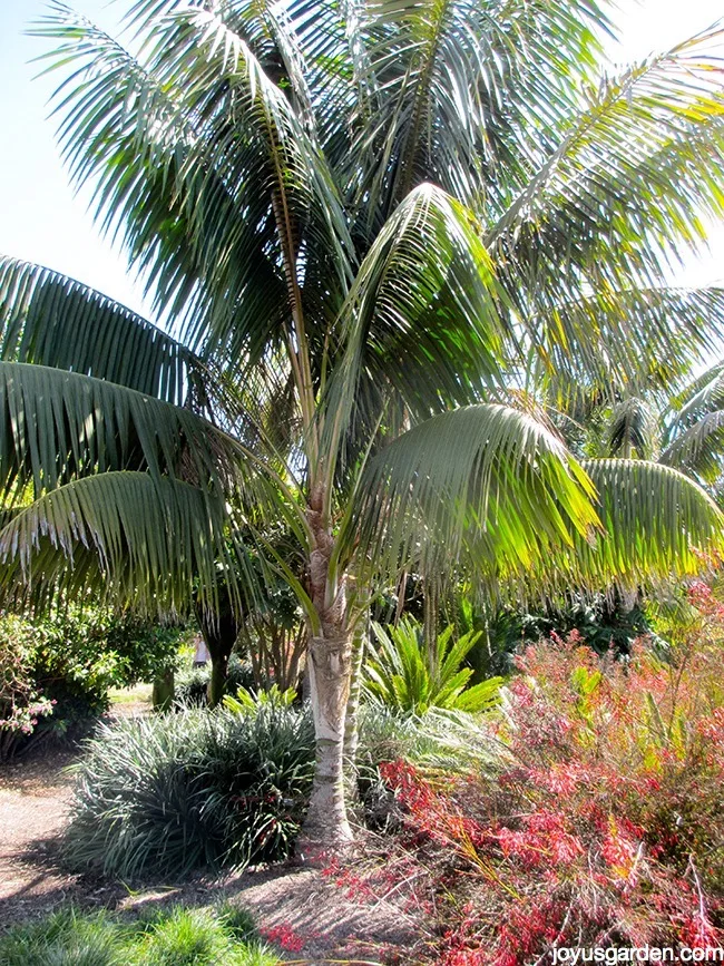 Kentia Palm outdoors_new