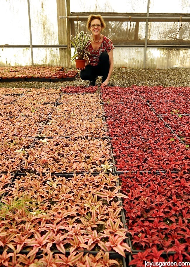 A Bromeliad Greenhouse