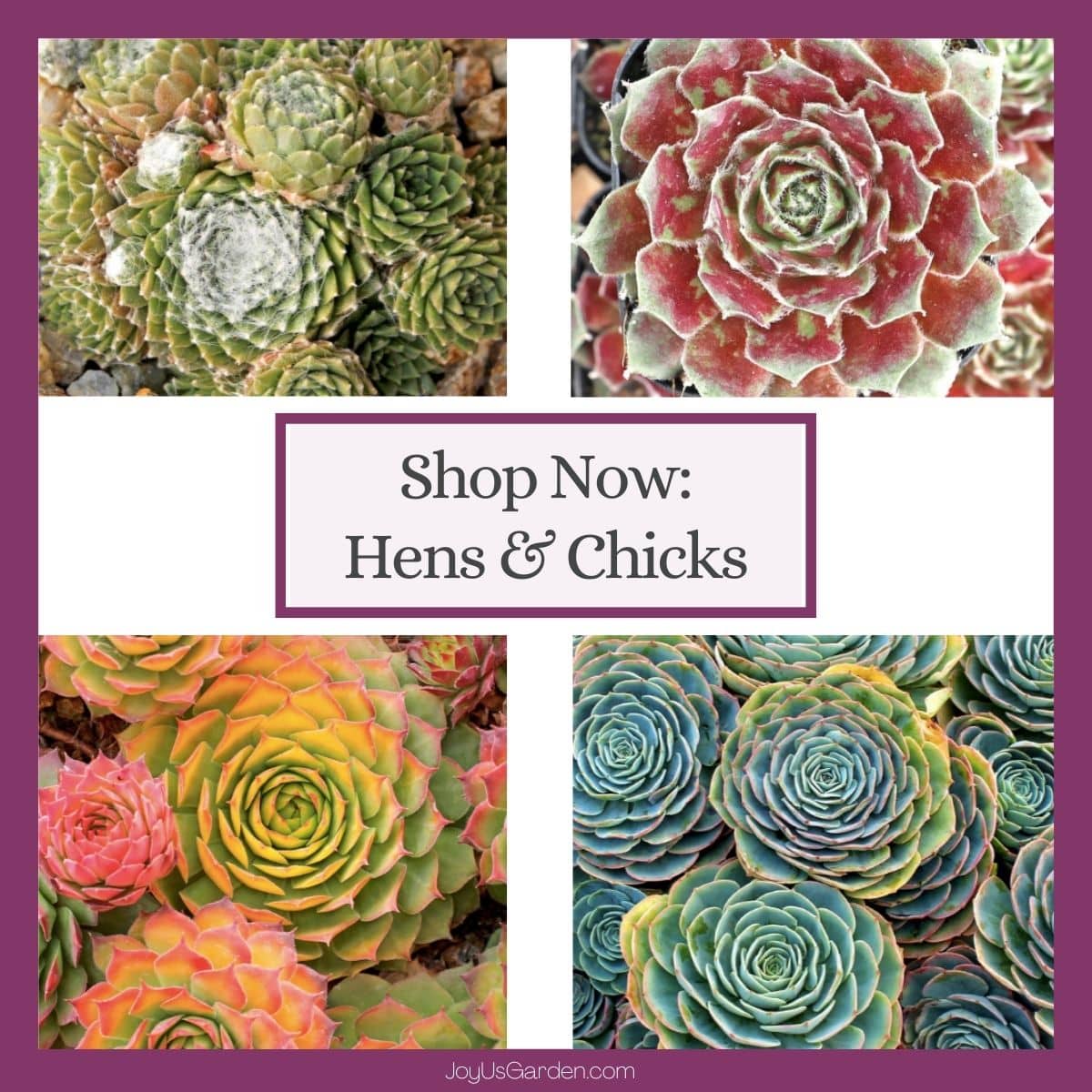 collage of where to buy 4 hens and chicks succulents online at mountain crest gardens