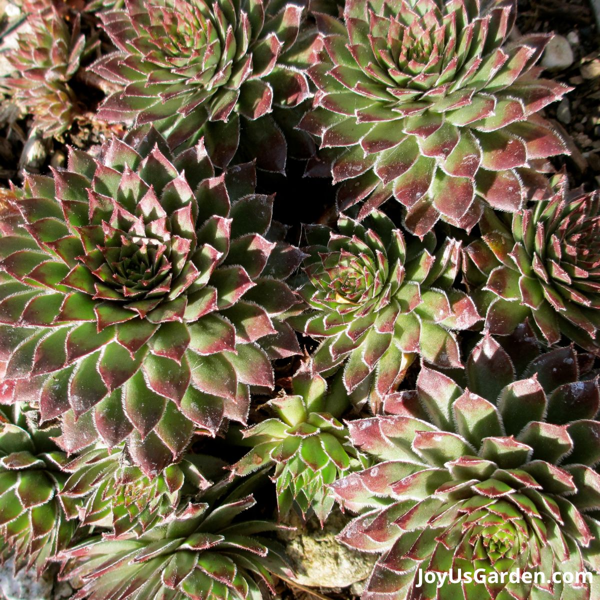 sempervivum with green fleshy leaves and tinged red tips 
