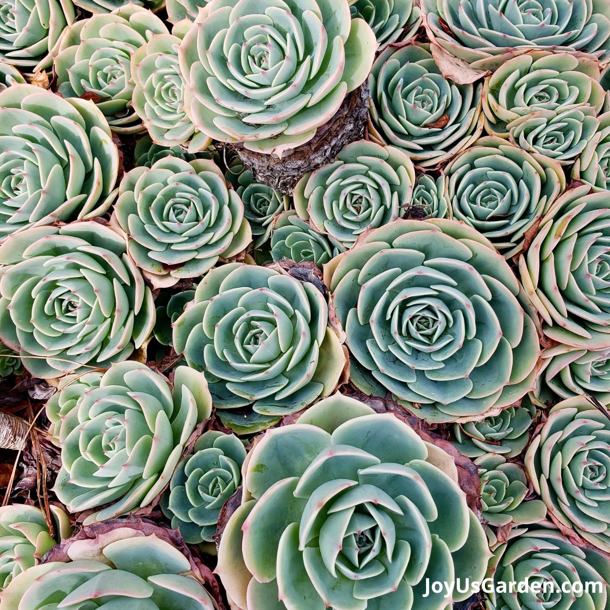 echeveria in greyish blue color is  planted in group and growing in clusters 