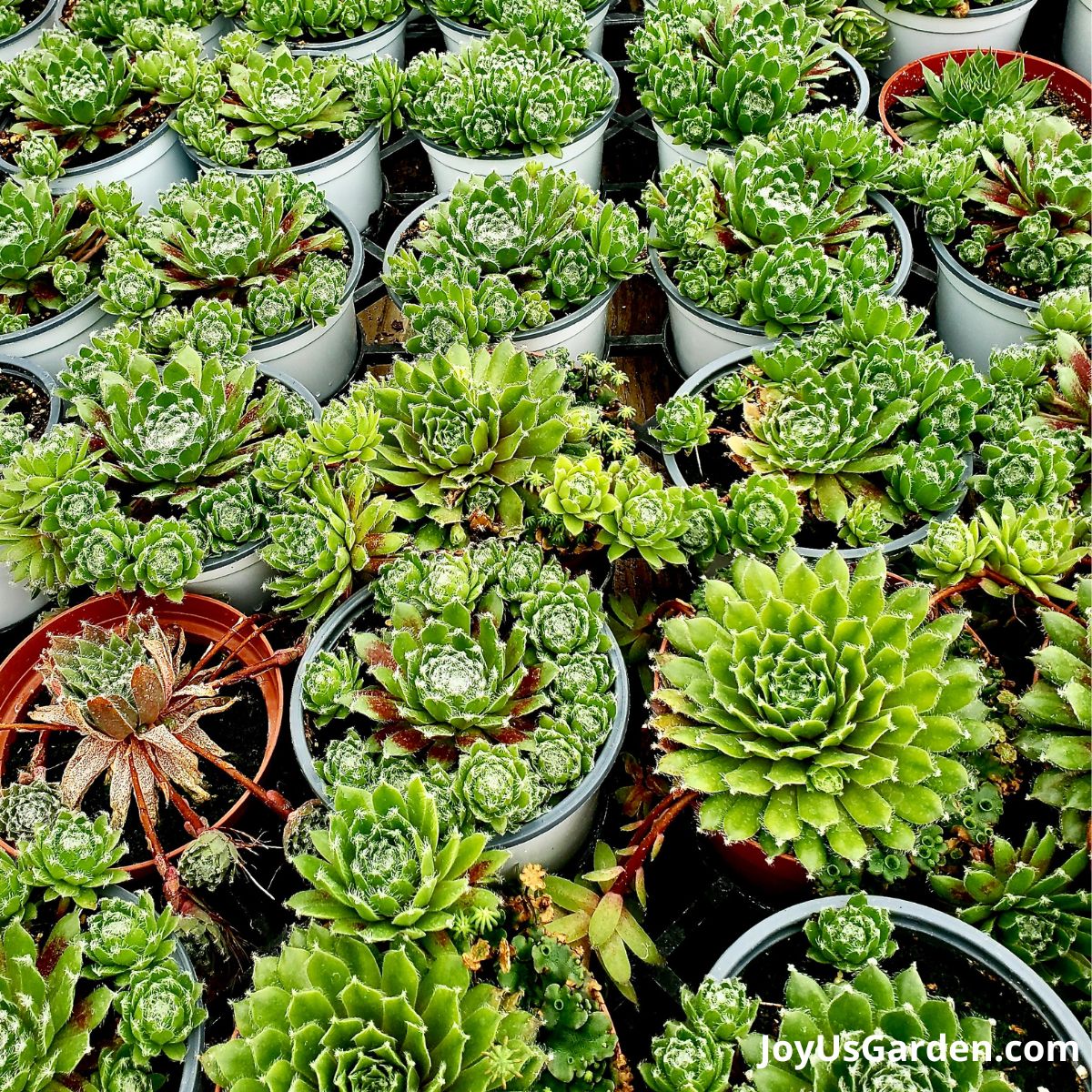 Sempervivum Arachnoideum being sold on plant table in nursery in grow pots
