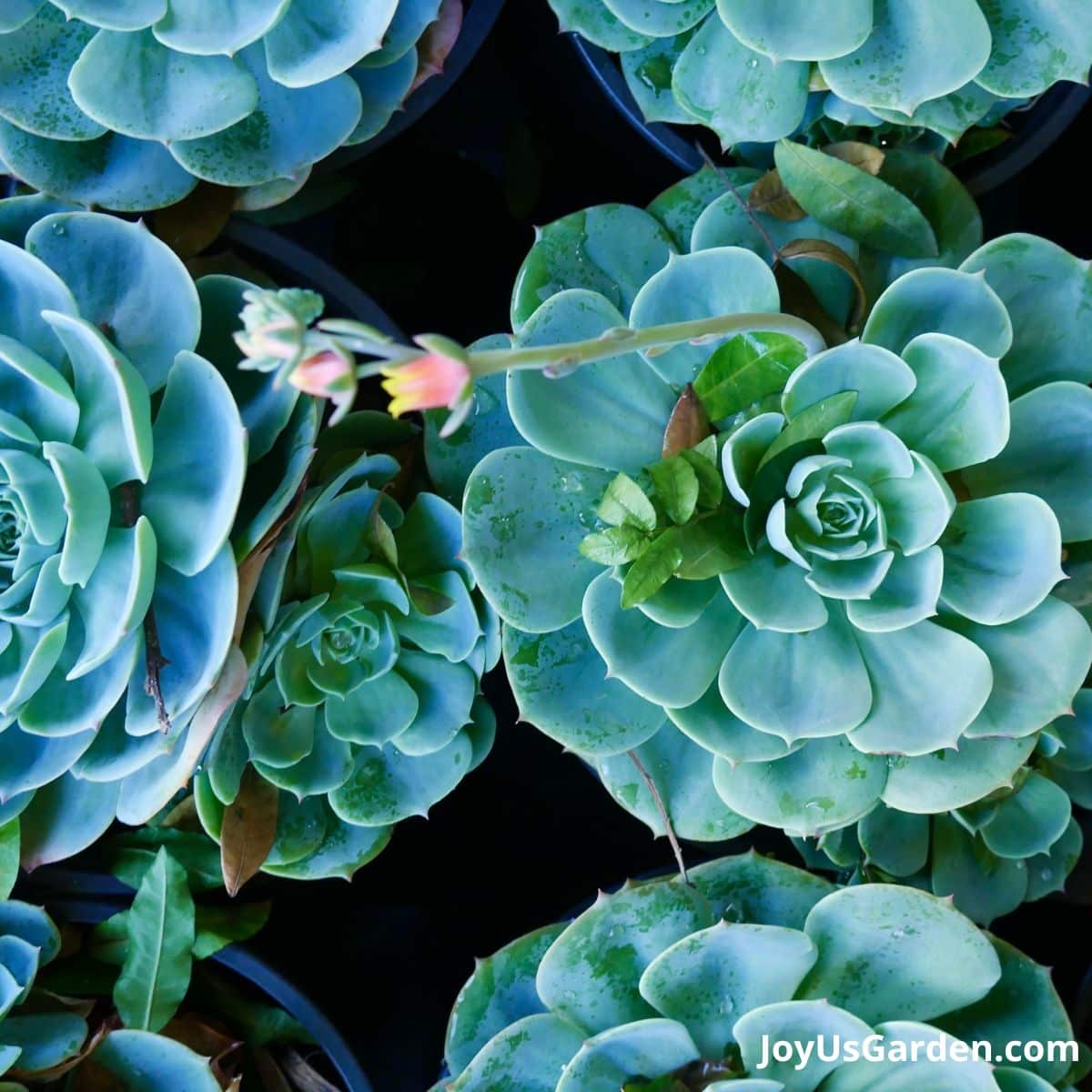 blue echeveria with flower stock in bloom