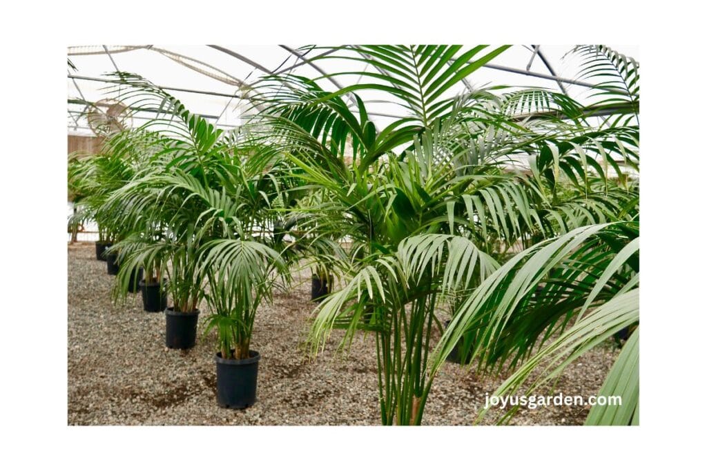 Rows of 5-6' kentia palms lined up growing in a greenhouse.