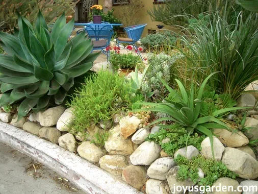Soil For Succulents