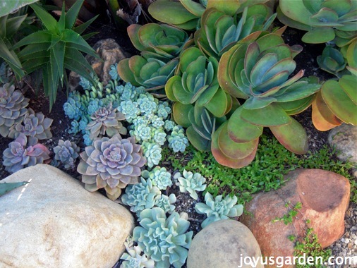 Soil For A Succulent Garden, How To Plant Succulents In The Ground