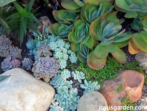 Soil Prep Succulent Garden