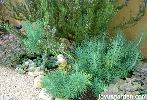 Soil For Succulents