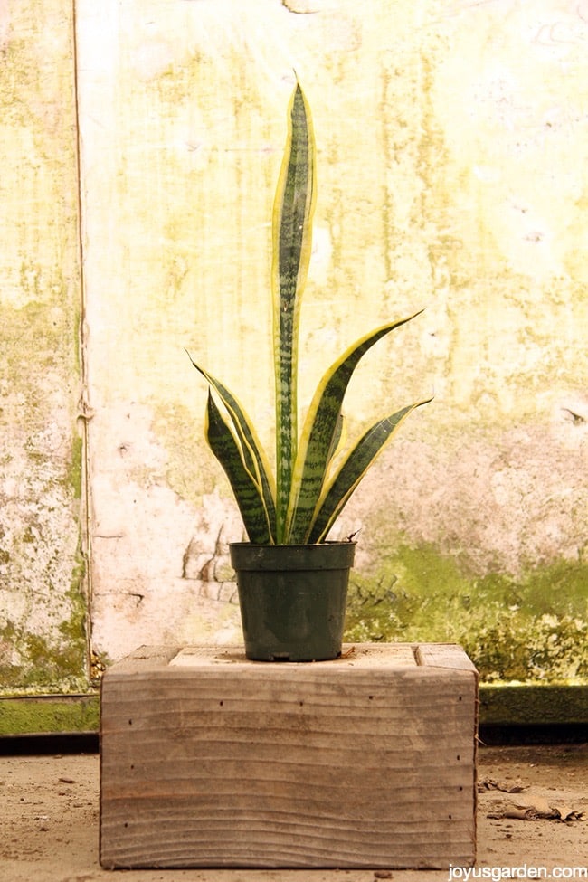 a small snake plant sansevieria in a grow pot sits on a block in front of a rustic back ground