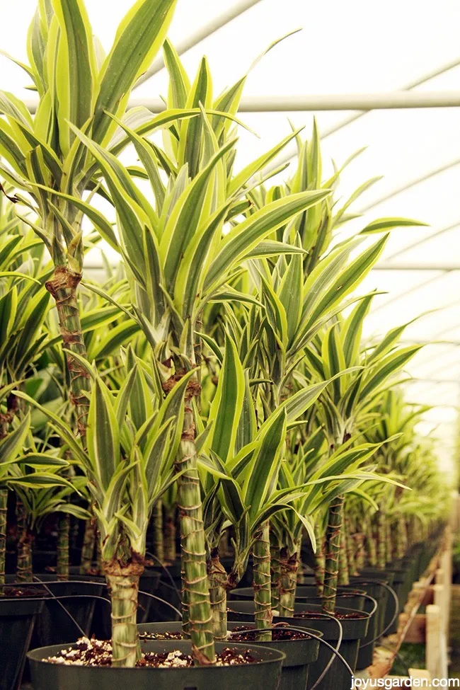 watering houseplants