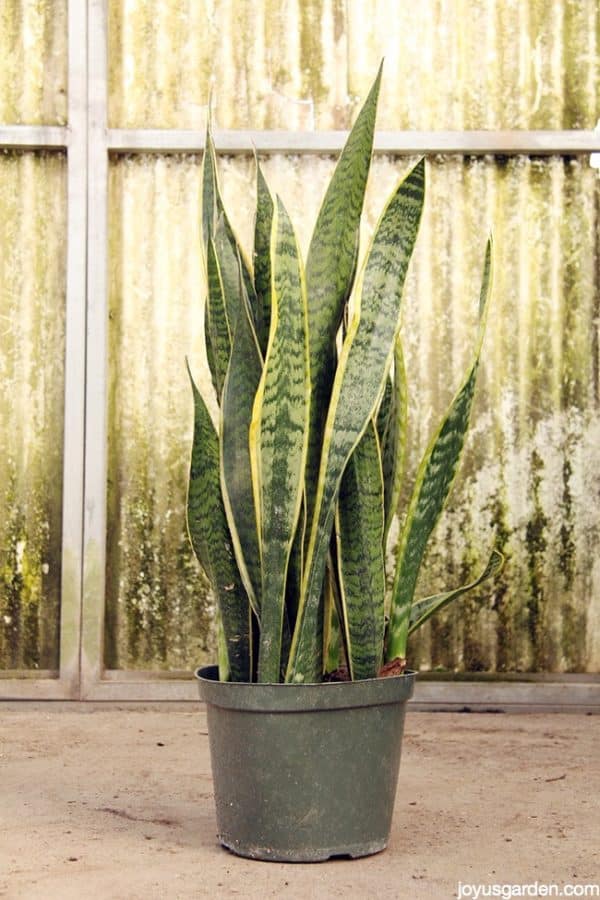 Big and A healthy 3 feet tall snake plant in a grow pot the backdrop is very rustic
