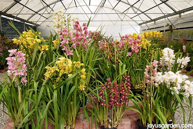 Tour An Orchid Grower's Greenhouses With Me