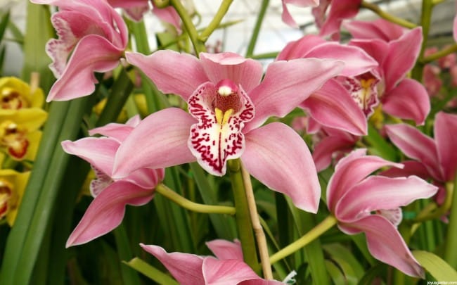 Tour An Orchid Grower's Greenhouses With Me
