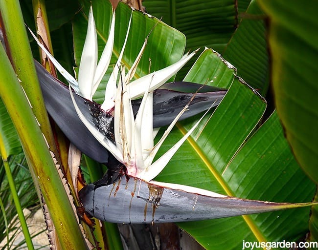 Why Are My Giant Bird Of Paradise Leaf Edges Turning Brown?