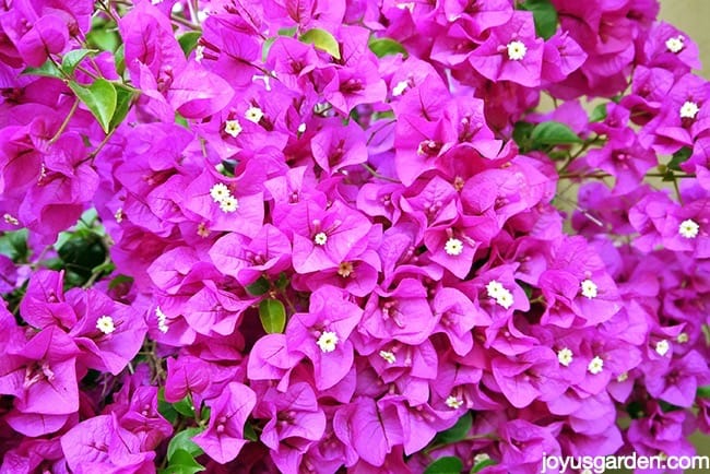 How to Prune and Trim Bougainvillea for Maximum Bloom