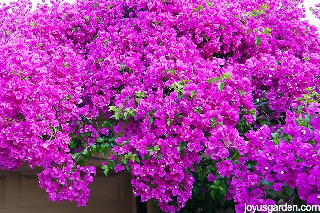 looking at a bougainvillea glabra covered in masses of magenta blooms