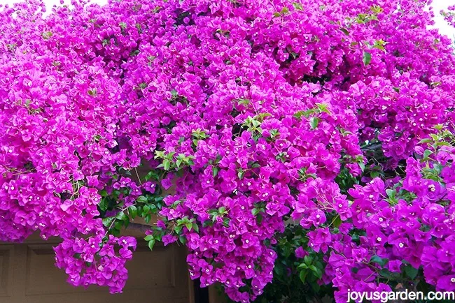 Looking at a bougainvillea glabra covered in masses of magenta blooms.