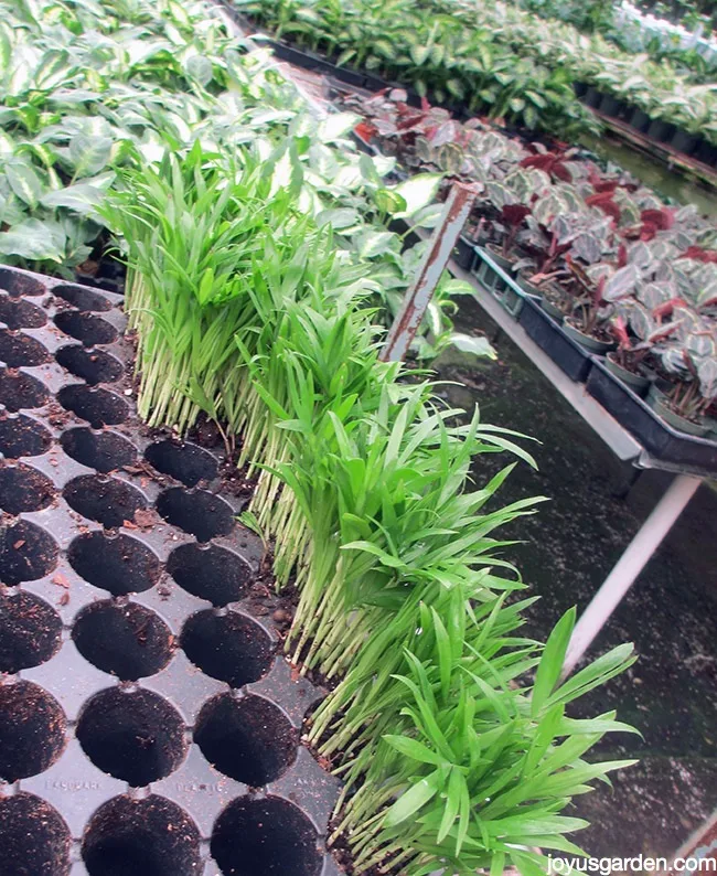 Neanthe bella palms stated from seed in a grower's greenhouse with other houseplants in the background.
