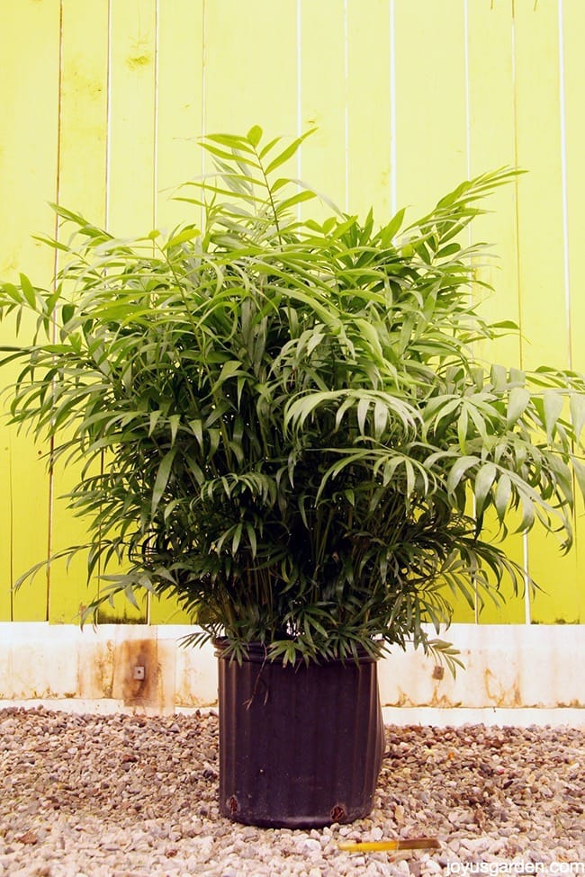 Neanthe bella palm toxic to cats online